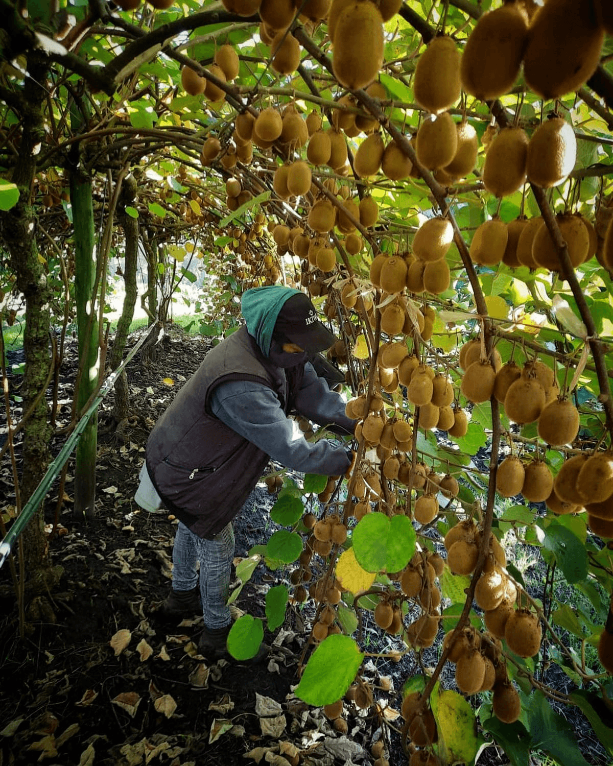 Equipo de trabajo cosechando kiwis